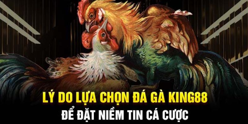 Ưu điểm khi chơi đá gà King88